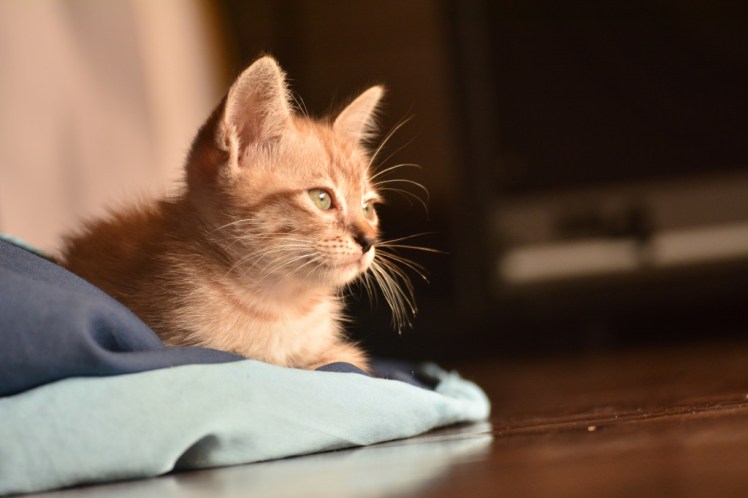 kitten